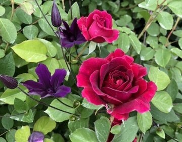 私を好きになって下さい☆片想いを叶えます 純粋で一途な想いを込めてあなたの想い人に思念伝達 イメージ6