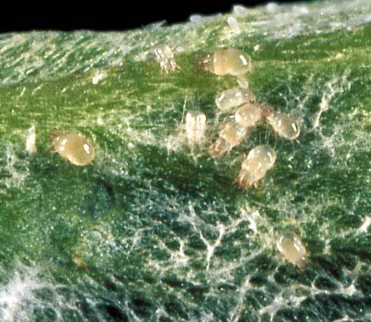 畑につく虫などから農薬を選択します 殺虫 殺菌剤を適用内から選択致します イメージ4