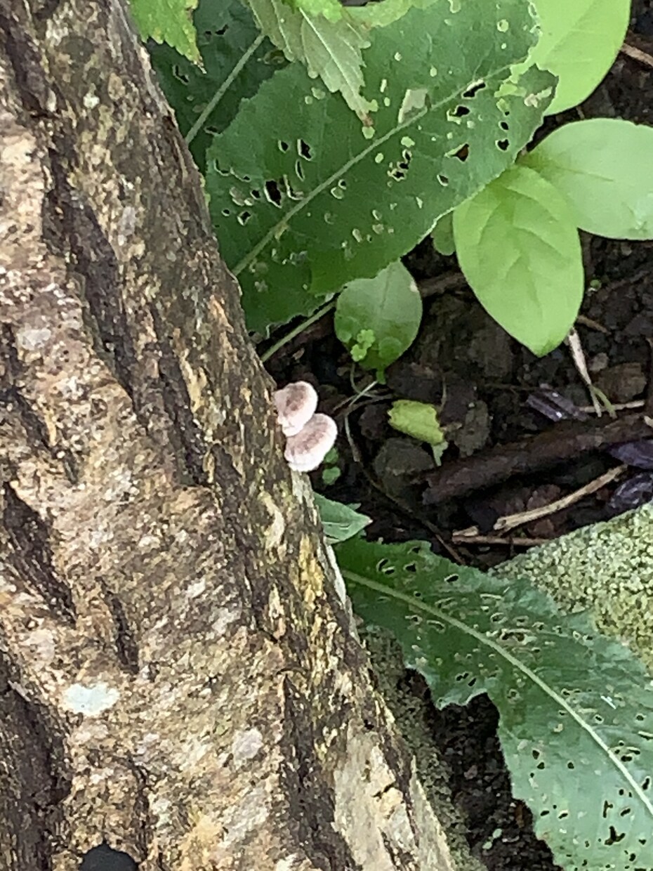 身近な写真を提供します お花や、動物、自然の写真を投稿したいと思います。 イメージ2