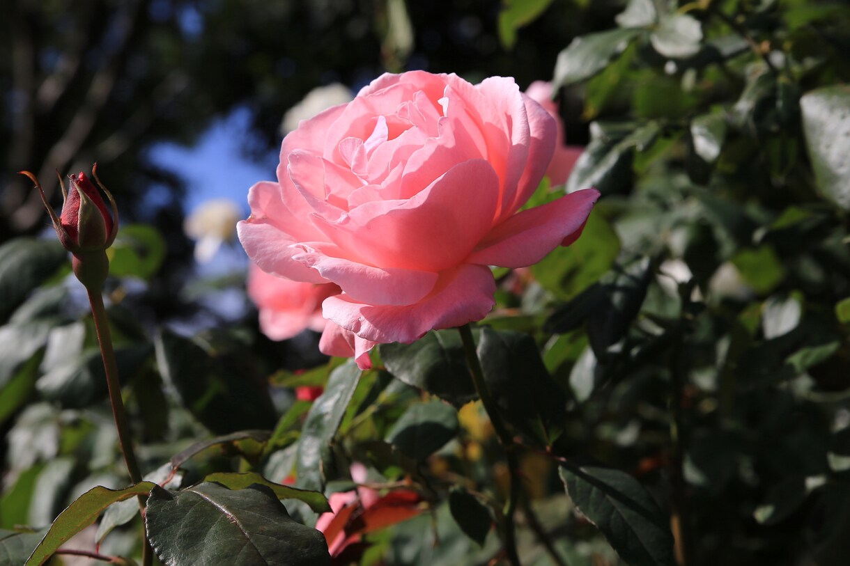 四季の写真をE-mailでお届けします お忙しい人、slow lifeを楽しみたい人にどうぞ イメージ7