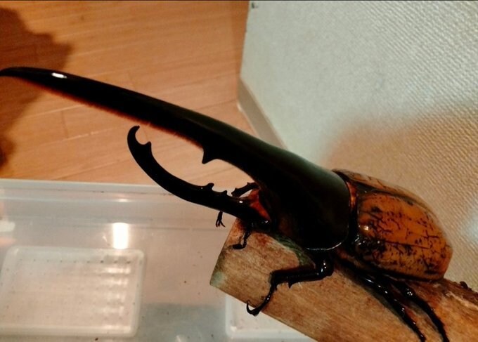 ヘラクレスオオカブトの飼育方法を教えます 幼虫から成虫への飼育方法、伴走型でサポートいたします。 イメージ1