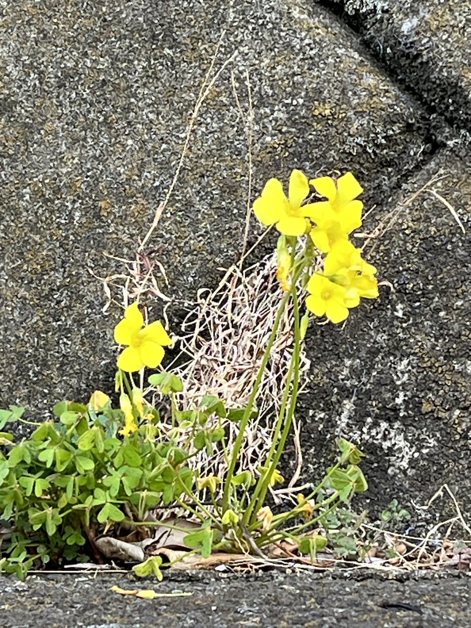 寂しい時、希死念慮が来た時に話を聴きます 近所のおばちゃんみたいにお気軽にどうぞ。癒し系ボイス。 イメージ1