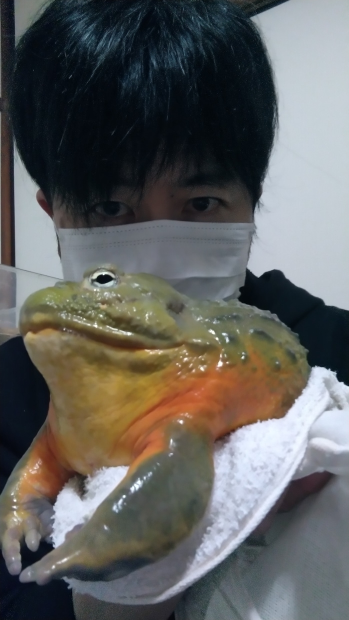 爬虫類、両生類、昆虫等 飼育初心者の相談に乗ります 爬虫類,両生類、昆虫、奇蟲の飼育など、飼育歴30年以上です。 イメージ1