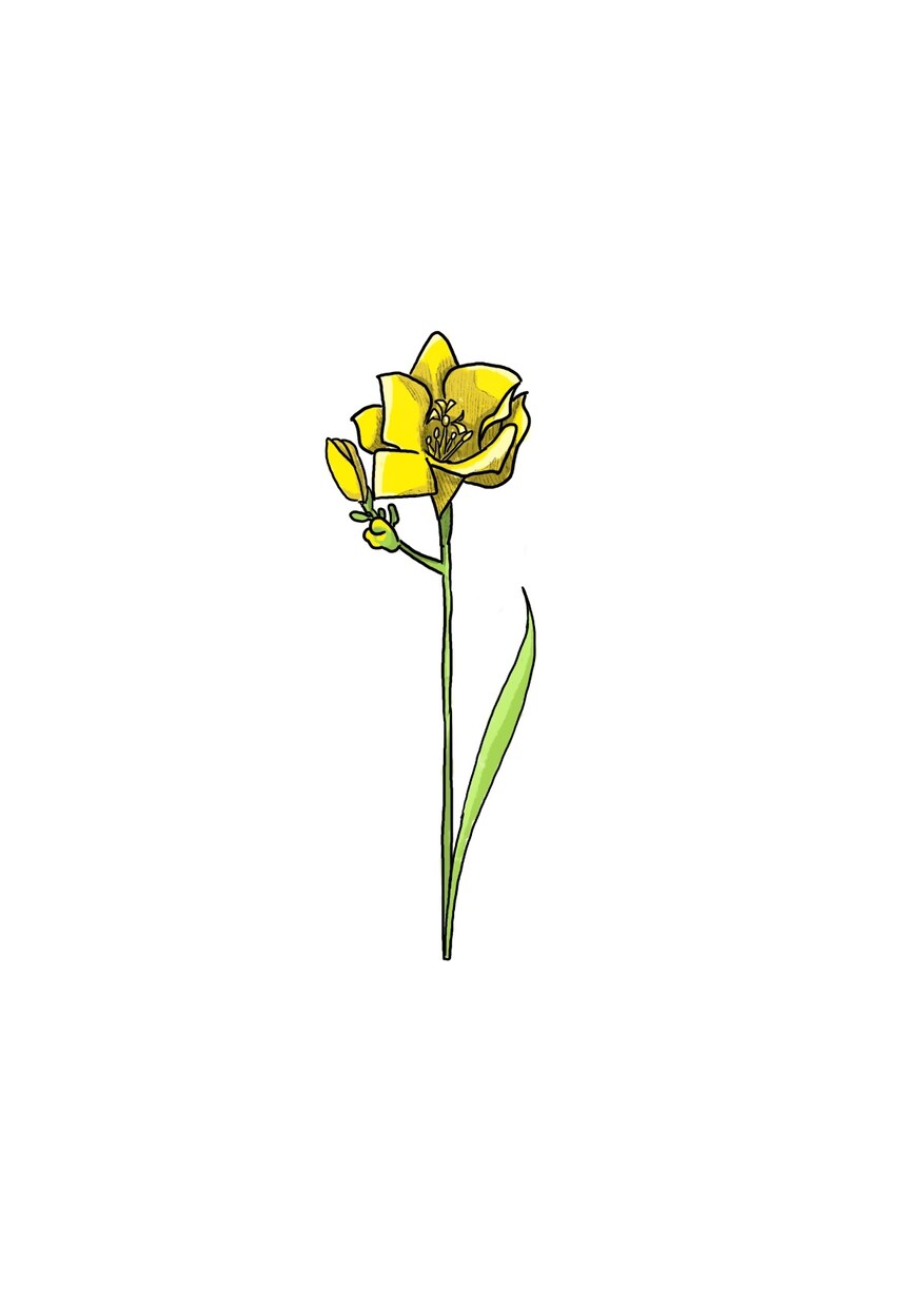 お花のイラスト描きます あなたのお気に入りの花のイラストを描きます！ イメージ5