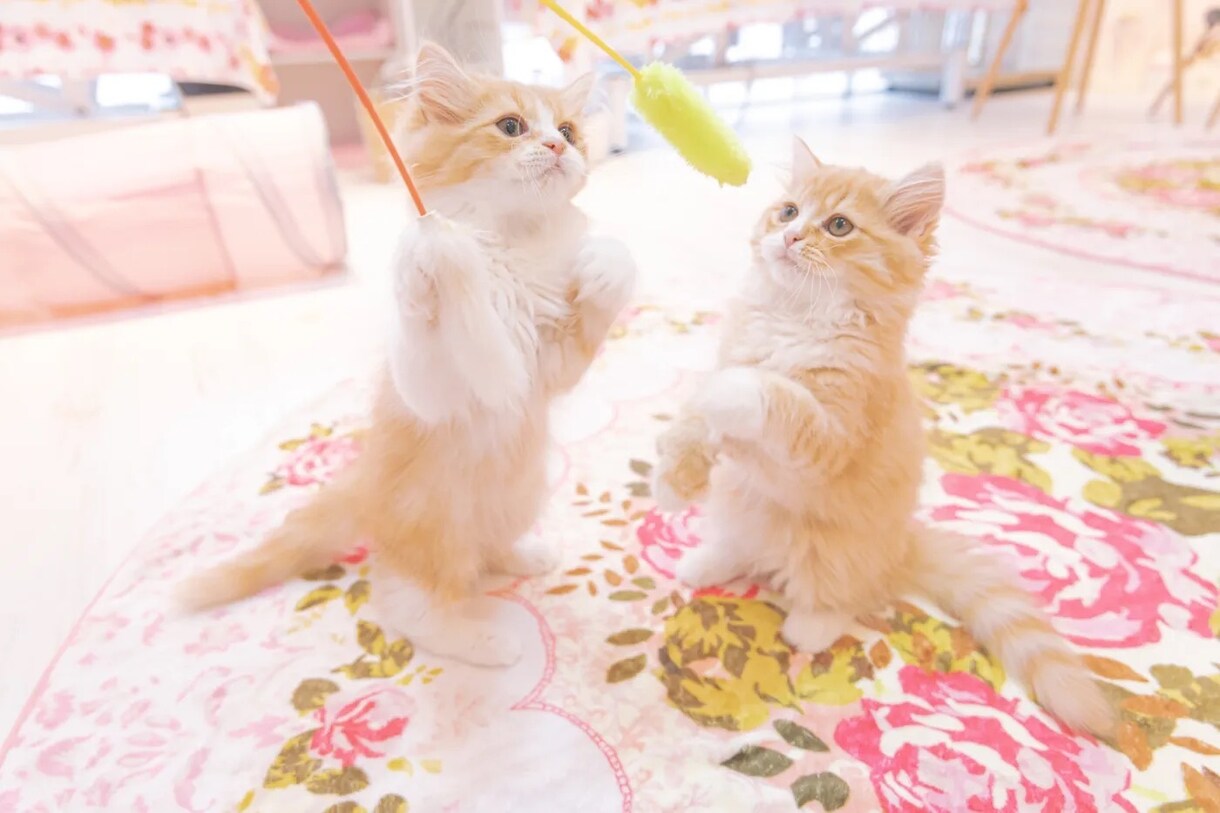 リアコ拗らせてしんどい♡推し活のお話し聞きます 推しに対する愛♡推し活の悩み♡ファン同士の悩み♡ イメージ2