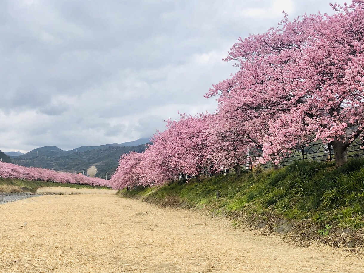 お花の写真メインで提供します お花、風景をメインに写真提供します。 イメージ2