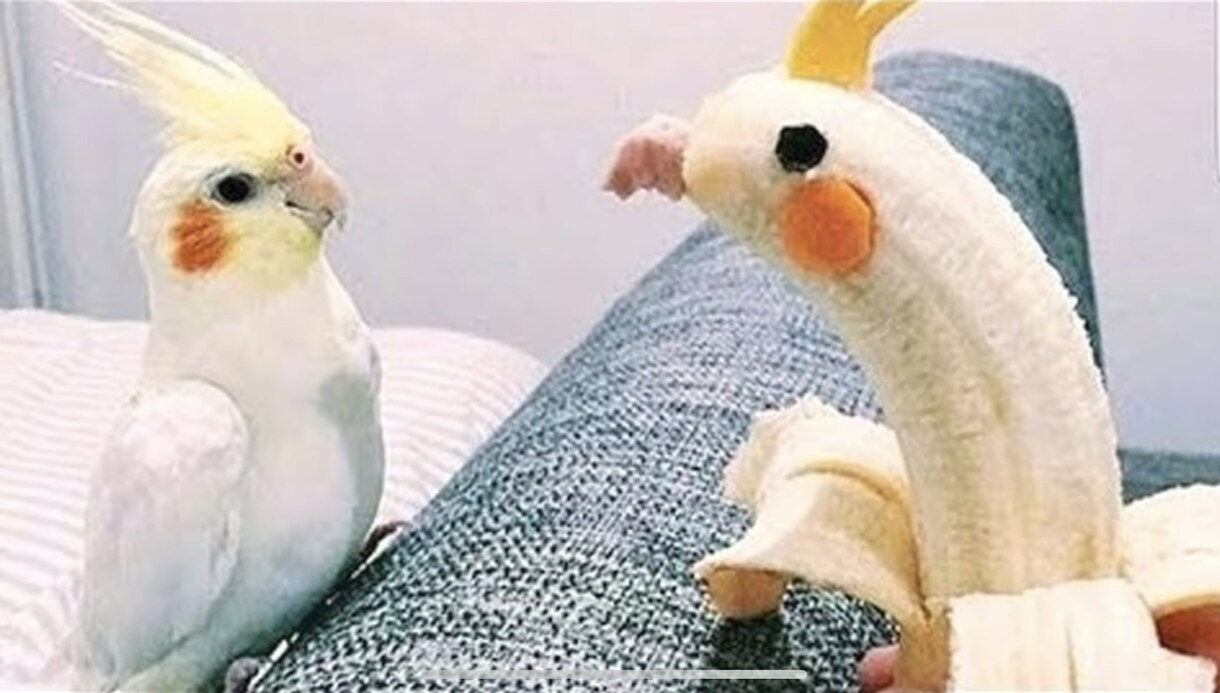 日頃溜まってる愚痴や相談事お聞きします 小動物インコやデグ〜大好き！！！ イメージ1