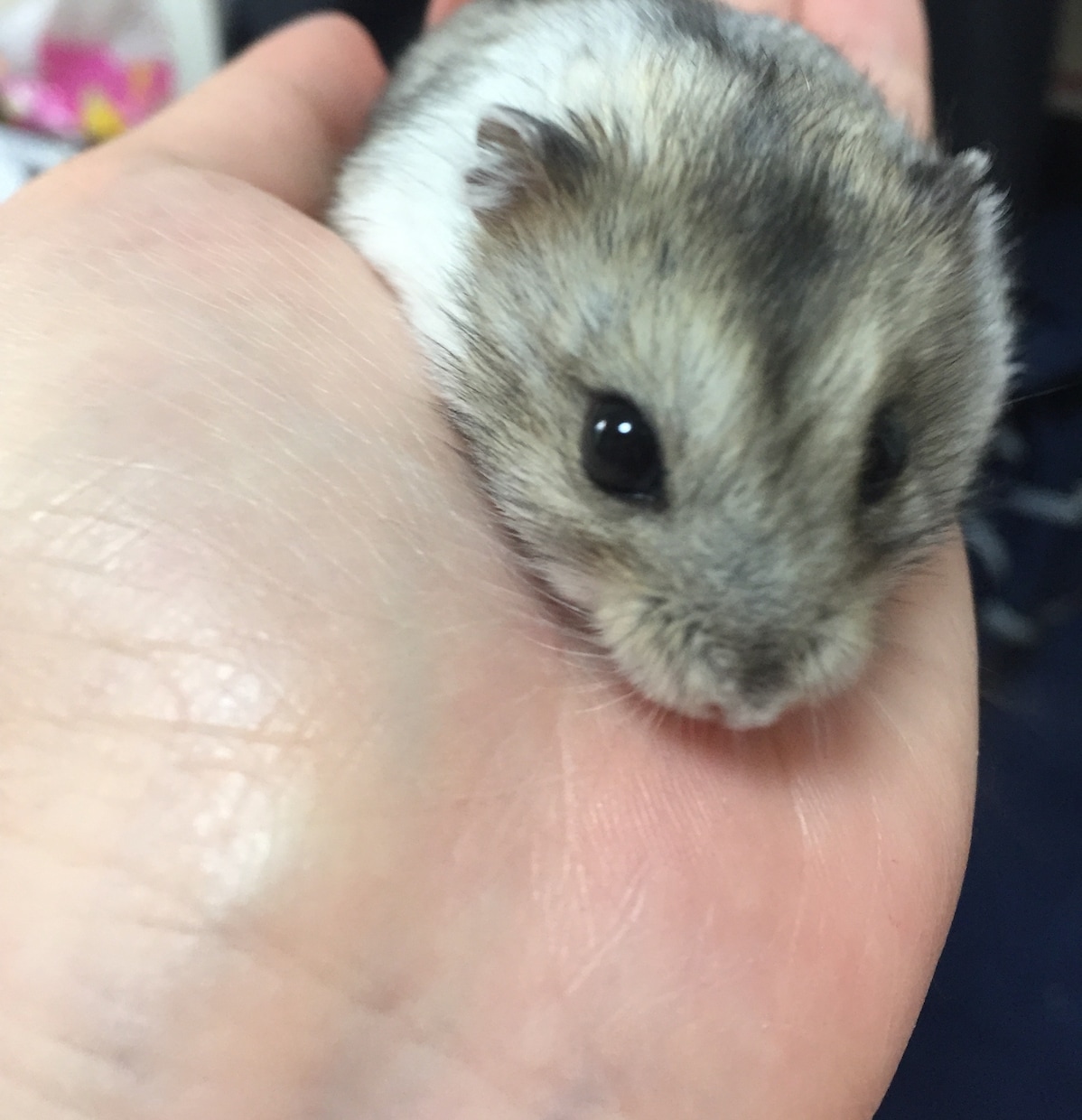 ペット、動物業についての相談乗ります ペットについてお悩みの方、動物業をしたい方 イメージ2