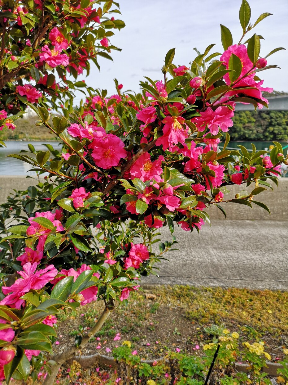 花の写真を提供します 青空や田舎の空気もお届け! 現在70枚、少しずつ増えます。 イメージ10