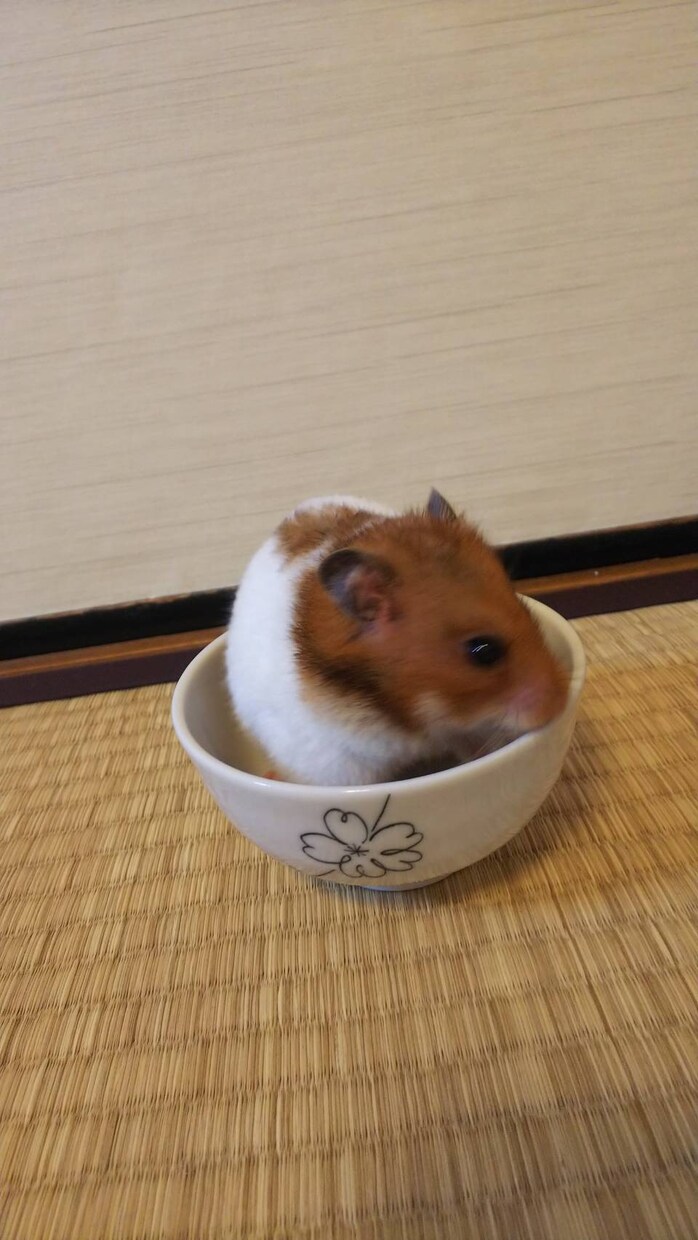愛玩動物飼養管理士資格保持者が相談乗ります 飼いたいけど飼い方がわからないなどの相談に乗ります イメージ5
