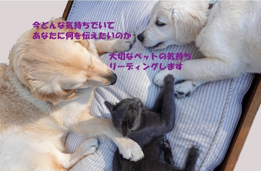 あなたの大切なペットの気持ち❤️リーディングします 今どんな気持ちでいてあなたに何を伝えたいのかを読み解きます✨ イメージ1
