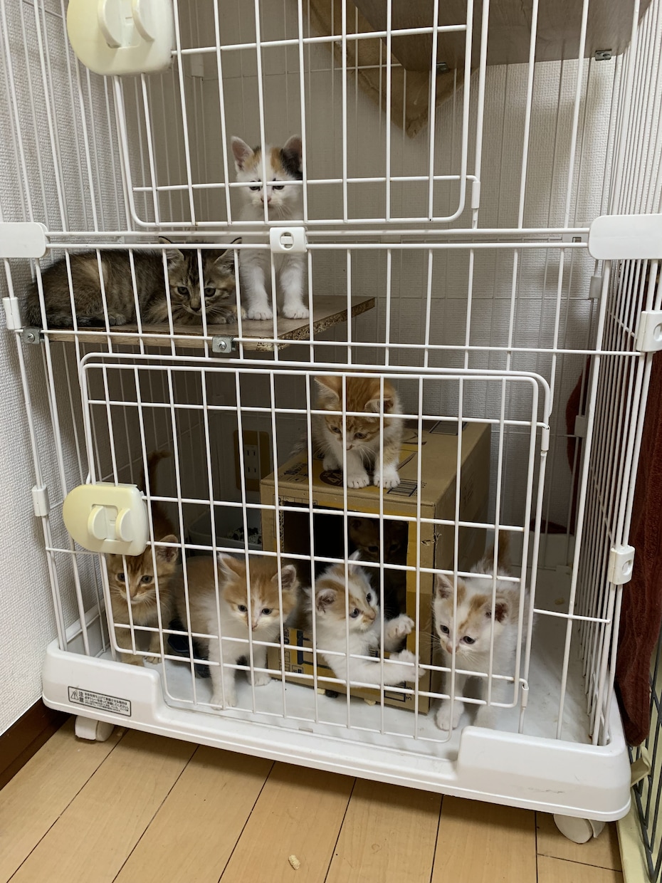 子猫を拾った方へ|育て方を動物看護師が教えます 動物看護師が丁寧にアドバイスします イメージ4