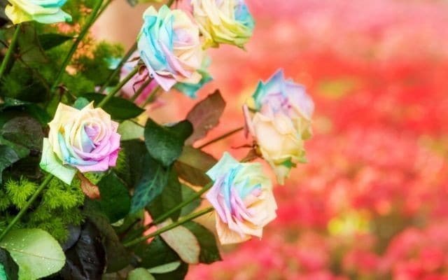 近日あなたに訪れる嬉しい事や予兆をズバッと視ます 近未来に何かワクワクがないかな？あなたの嬉しい何かを探ります イメージ4