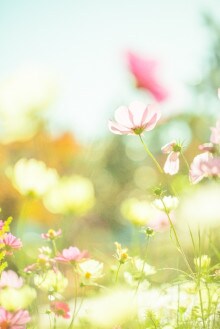今のあなたのココロに響くフラワーエッセンス選びます (　通常版２～７種類　)フラワーエッセンス・リーディング イメージ1