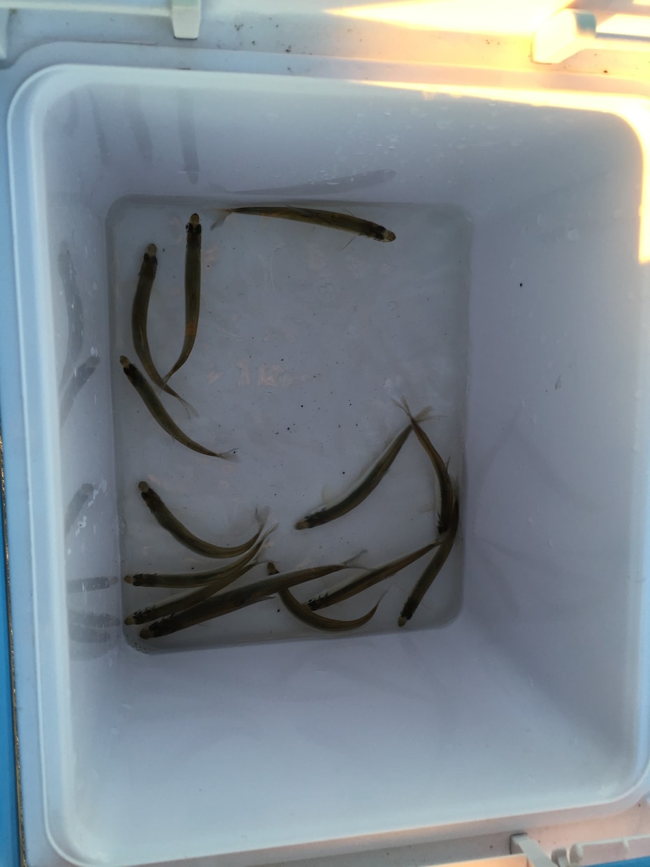茨城限定☆春の堤防で稚鮎の釣り方教えます 釣り初心者にオススメ！特に釣った魚を食べたい方 イメージ1