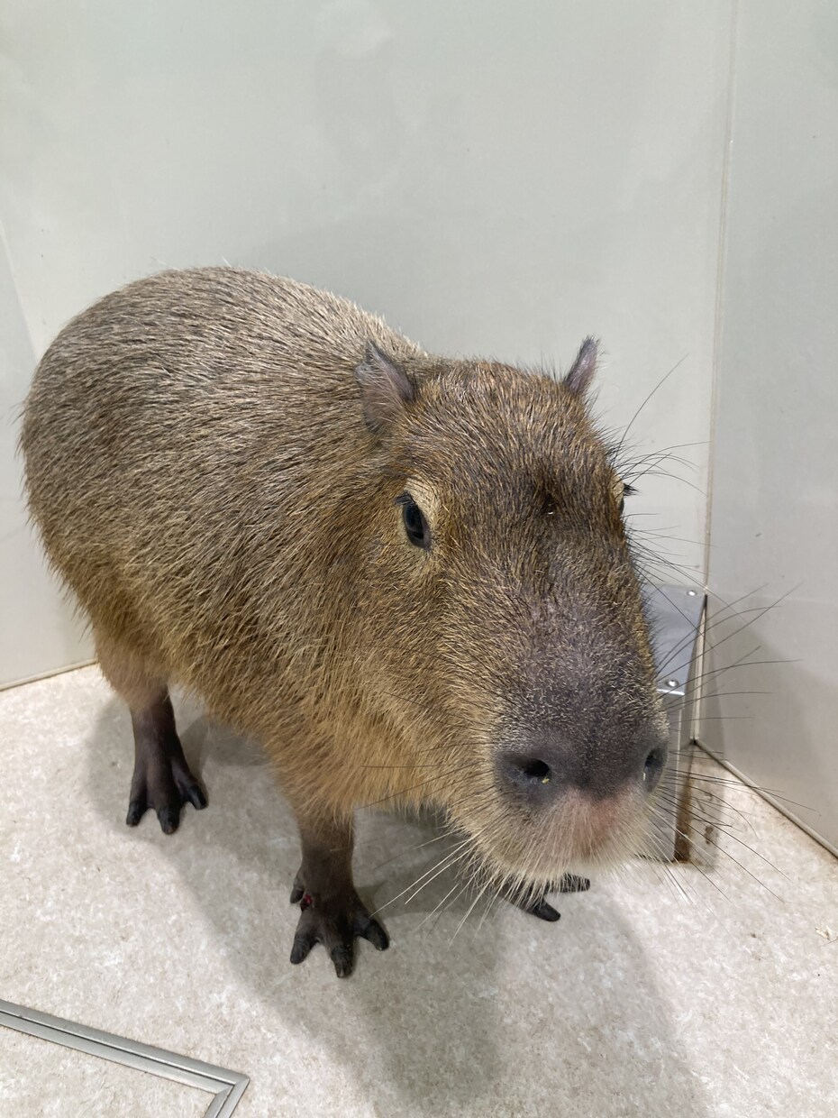 お話し聞きます 悩み、相談、愚痴なんでもどうぞ！ イメージ1