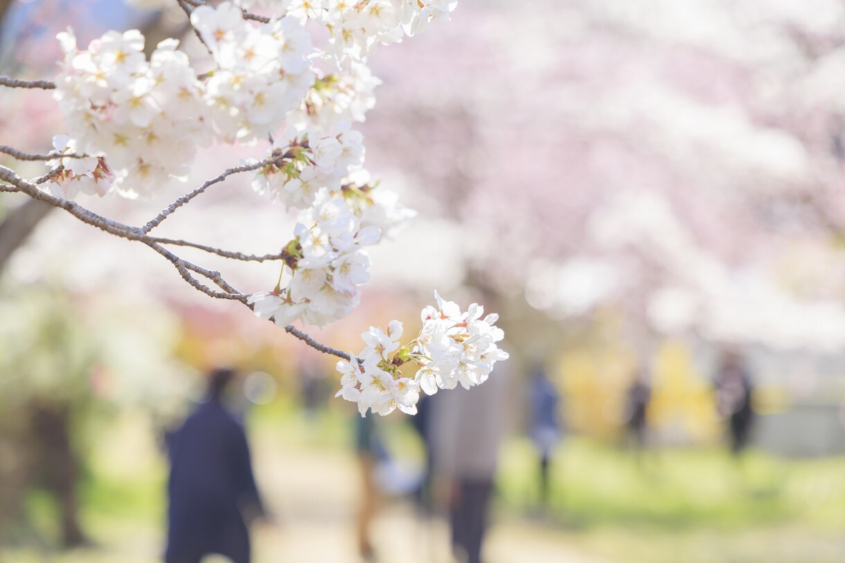入学式・卒業式の記念写真をプロが撮影します 春の光とともに、思い出の瞬間を大切に撮影します イメージ1