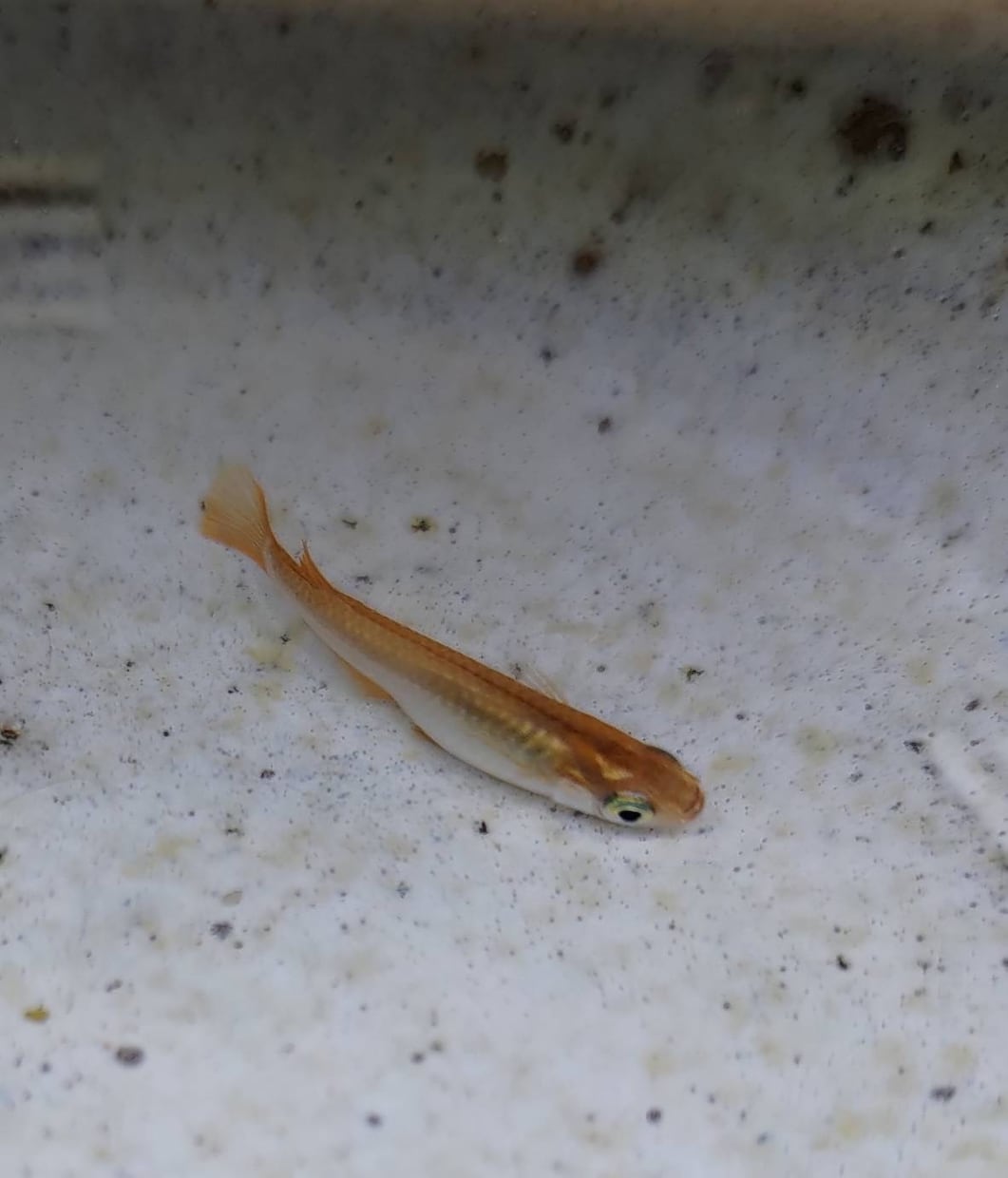 メダカのこと（病気、怪我、水質）お答えします 飼育初心者大歓迎！！メダカのことお答えします飼育環境の相談 イメージ2