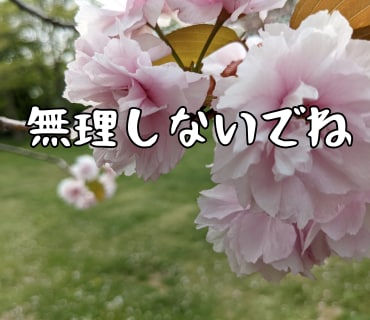 桜の写真LINEスタンプ作ります 文字変更OKやさしい桜スタンプ イメージ5