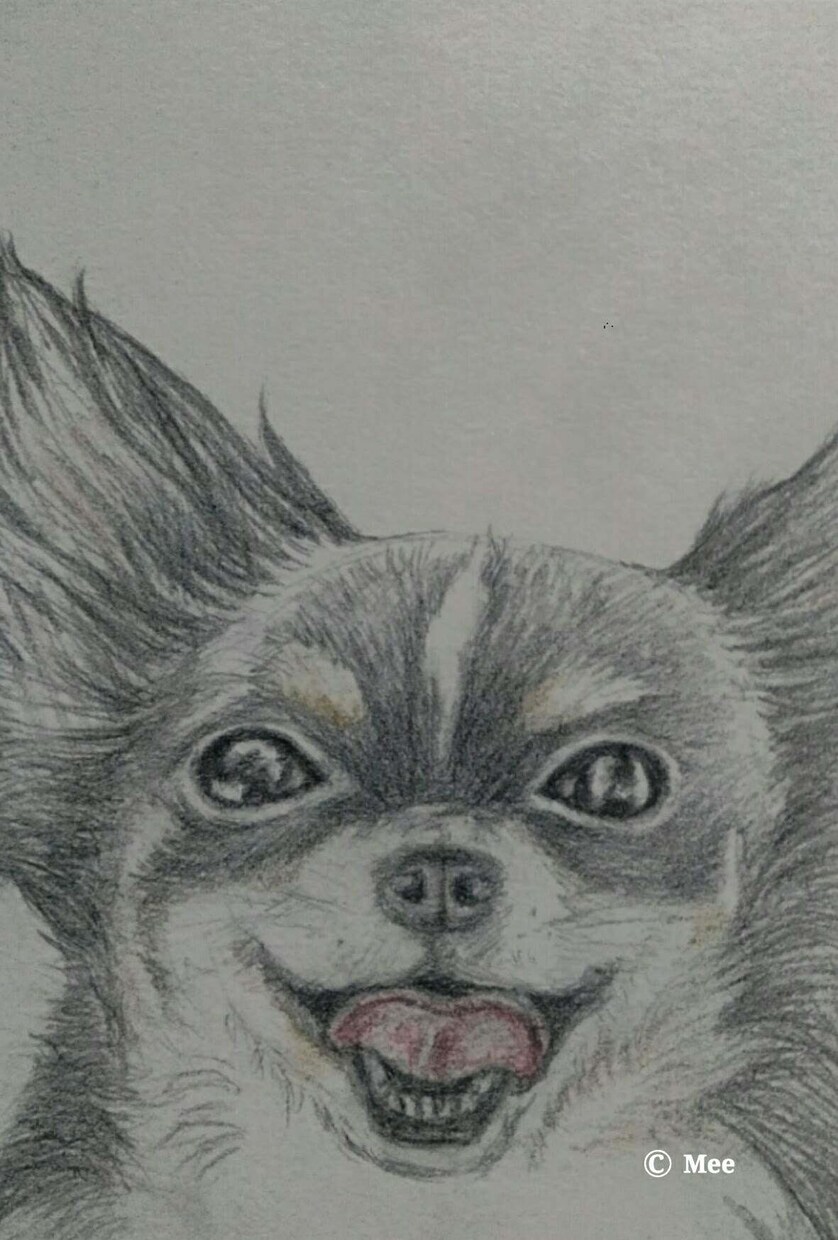 可愛いペットのイラスト描きます いつも可愛いがっているペットの記念に！ イメージ2