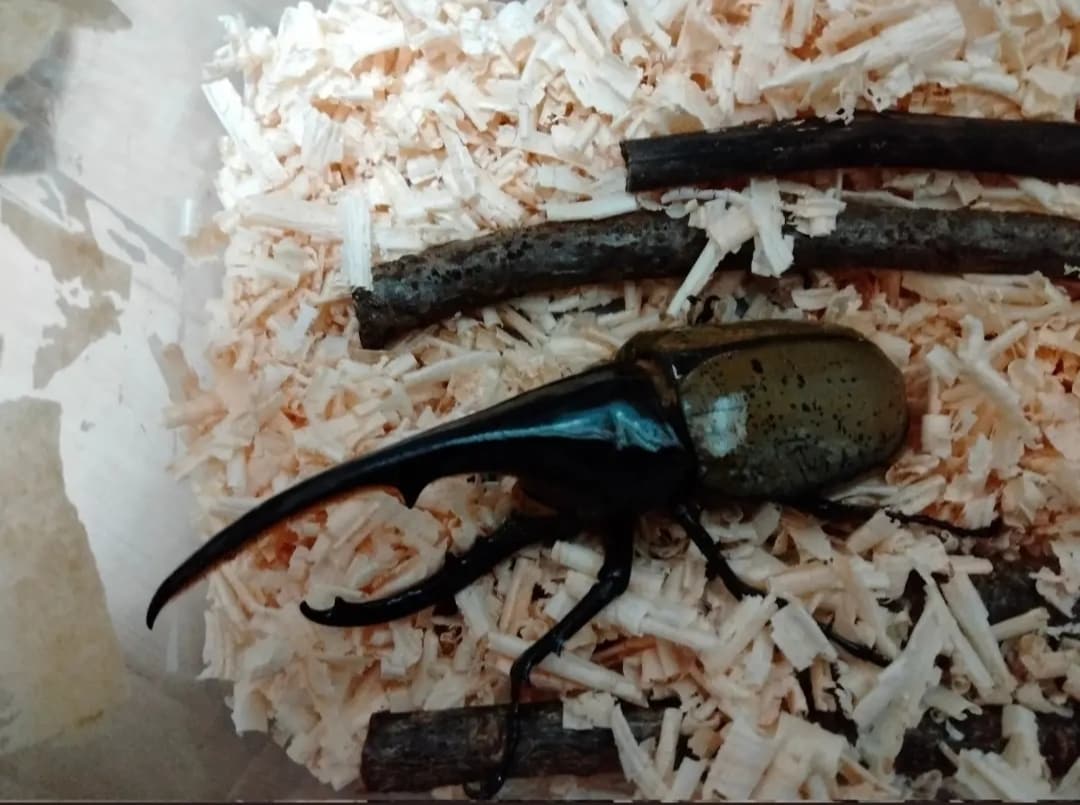 ヘラクレスオオカブトのブリードで稼げます ヘラクレスオオカブトを育てて楽しくブリードしながら販売。 イメージ7