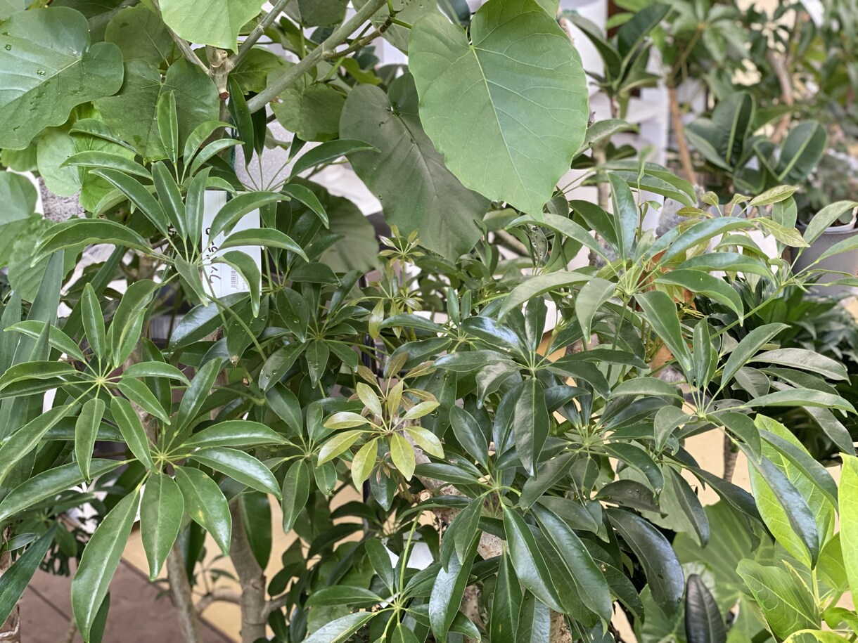 観葉植物、花壇のお花や植栽のアドバイスします 困ったことや映像からわかることをアドバイスとしてお伝えします イメージ3