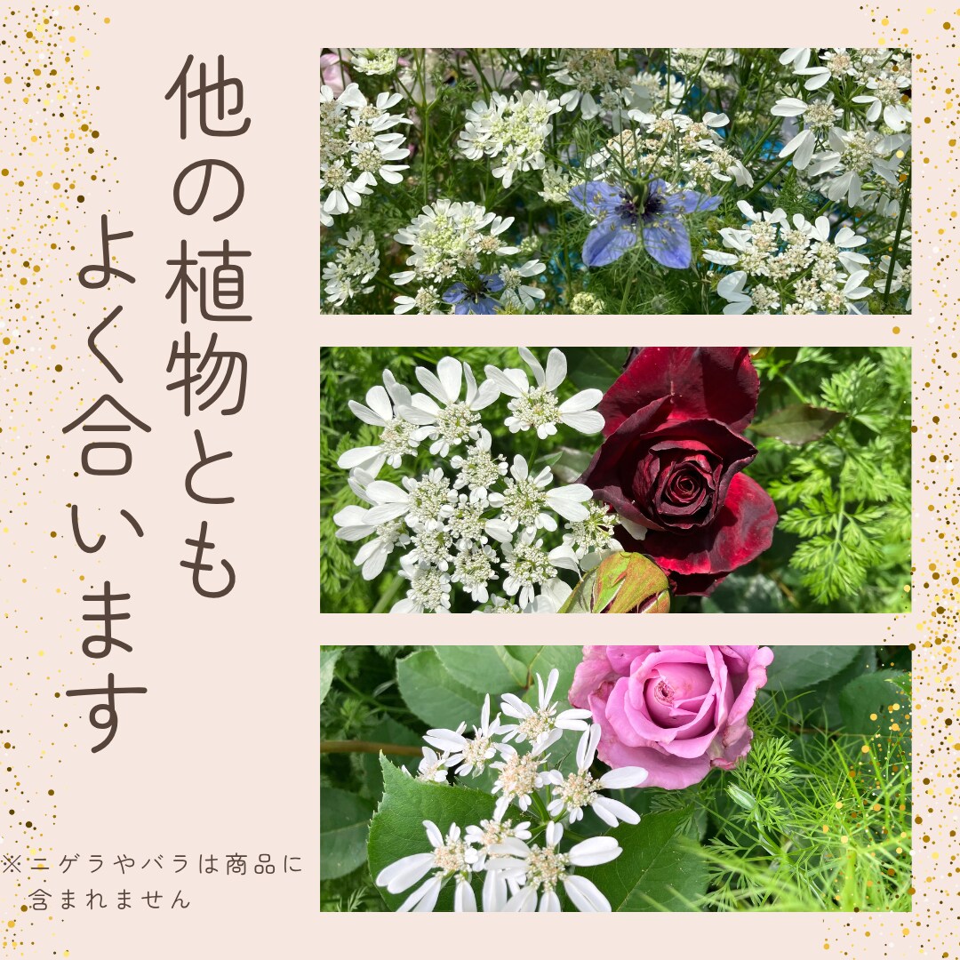 メルカリ出品写真を丁寧に編集＆加工します 背景白抜きや明るさ調整、文字入れなど対応可能。 イメージ3