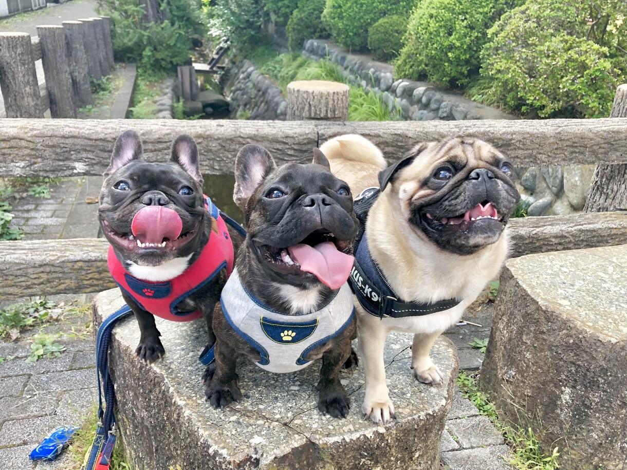 ブヒを飼いたい方飼っている方へお応え致します ブヒ族集まれ！ブヒを共有しよう！ イメージ1