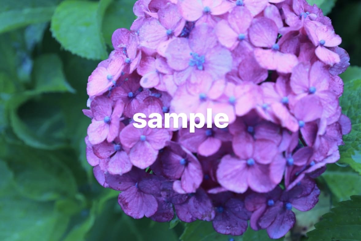 梅雨の時期におすすめ！紫陽花の写真素材を提供します 紫陽花の写真素材・1セット5枚入り イメージ2