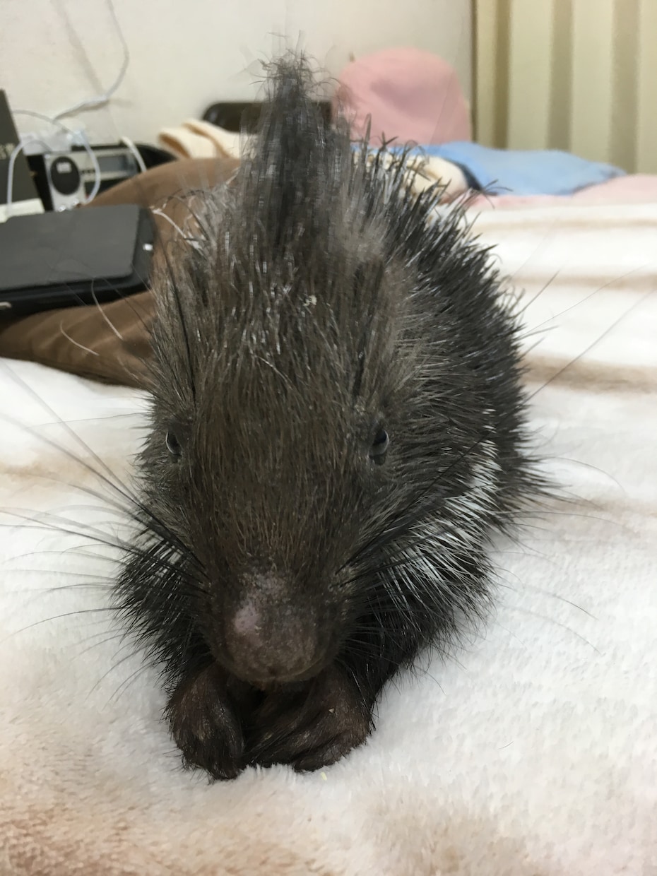 色々な動物のトレーニング方法を提供します グラフィック、ムービー撮影時などで培ってきた技術です。 イメージ2