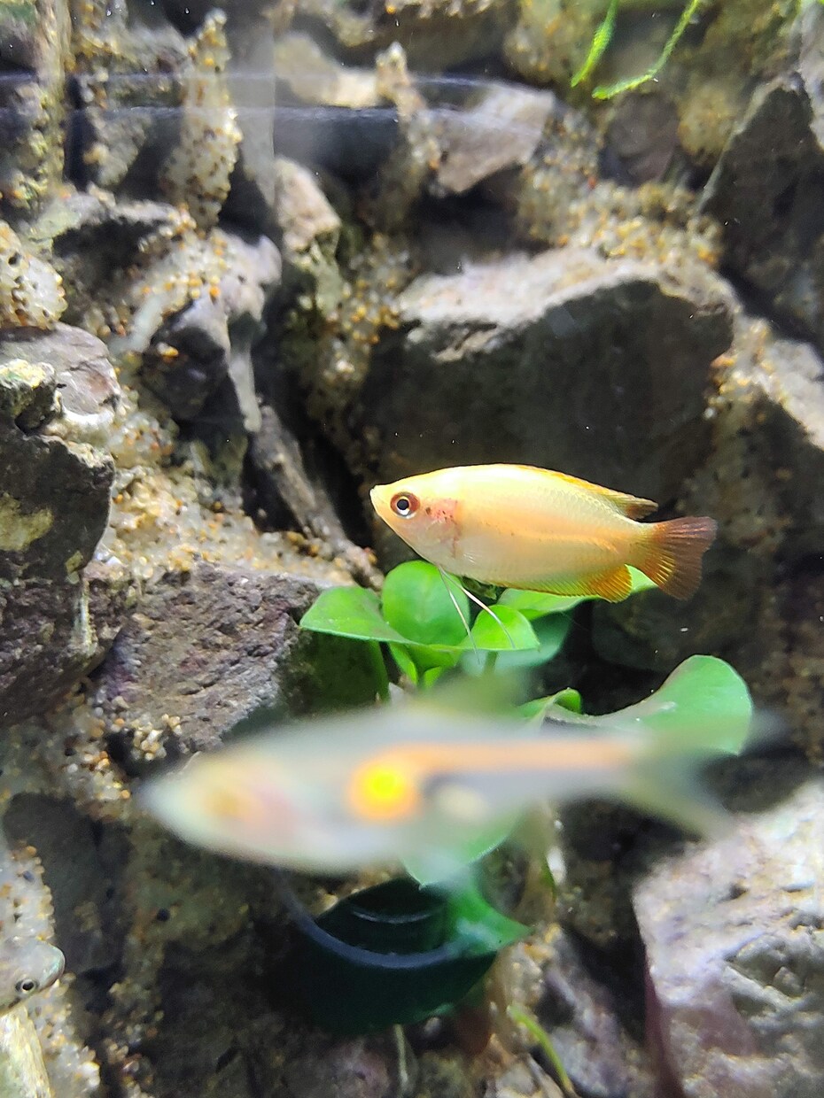 熱帯魚、水草飼育のアドバイスします 熱帯魚飼育初心者の方向けに、生体お迎えまでサポートします♪ イメージ1