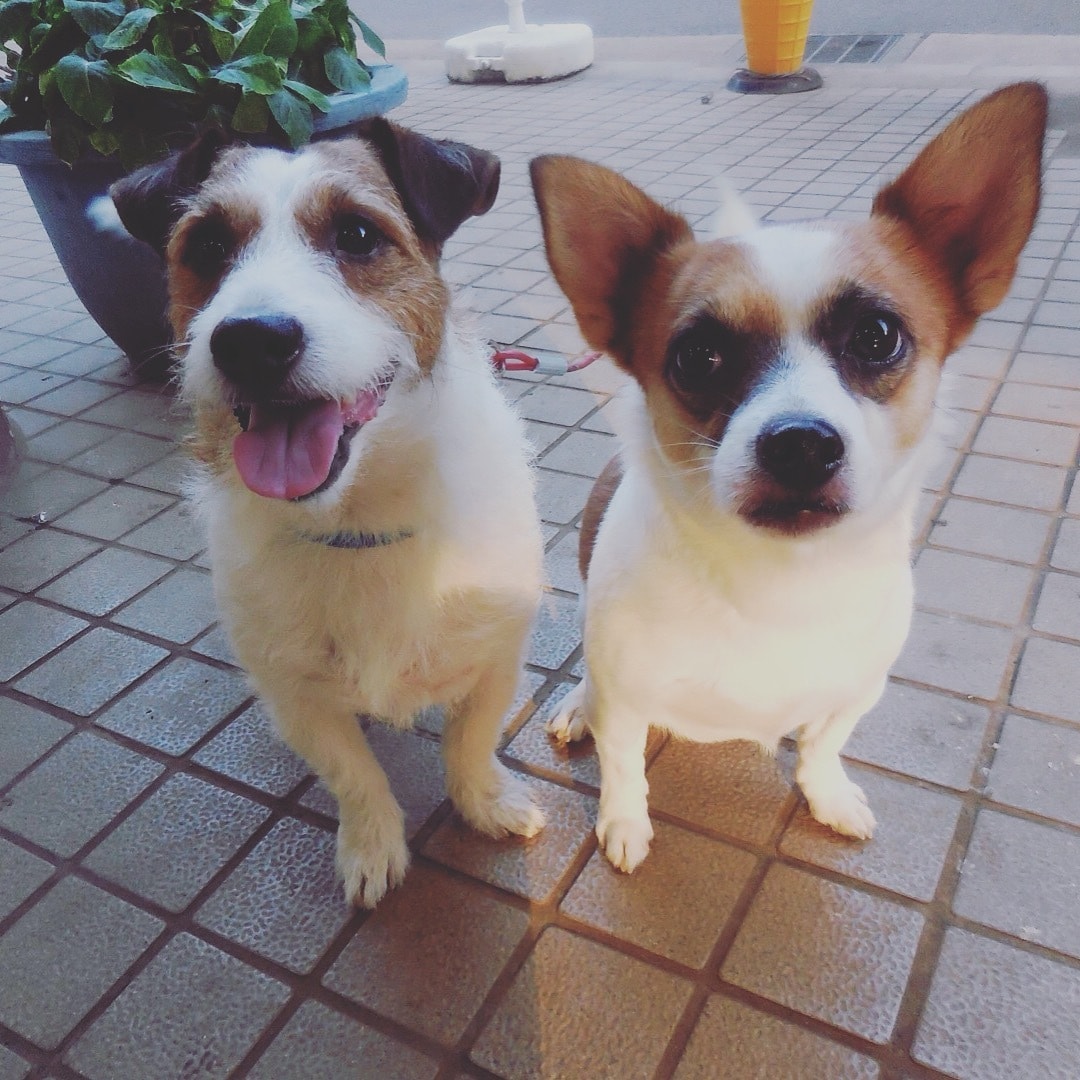 愛犬の悩み聞きます ！わんちゃんを飼いはじめたばかりの方、飼っている方へ^ ^ イメージ3
