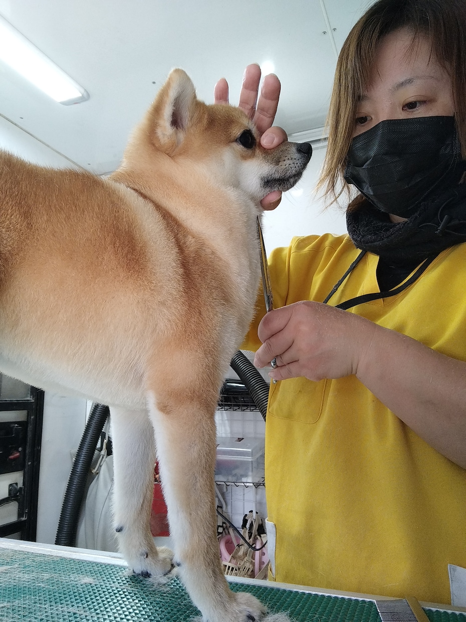 店長に怒られない！現場で重宝される動き方を教えます 辞める前に相談して！現場のプロが教える「愛されるトリマー」術 イメージ6