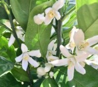 あなたを丸ごと優しく包み込むような存在があります オレンジの花から採れるネロリの香りで癒します(✿✿） イメージ3