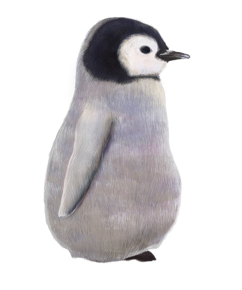 リアルなタッチでペットや動物のイラスト描きます 大切な可愛いペットの魅力をたっぷり表現します！ イメージ2