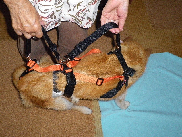 小型の老犬・障害犬の介護ハーネスを製作します 立ち上がり補助や歩行介助の初期から、終末期ケアまで使えます イメージ7