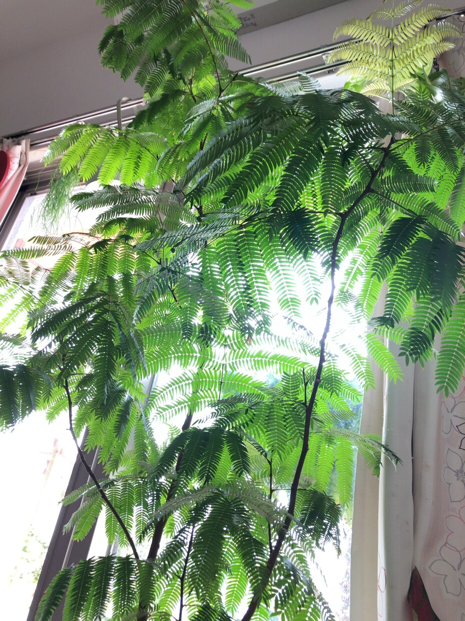 プロが植物のお悩みすぐ解決します 植物、花に関することなんでもお答え致します！ イメージ2