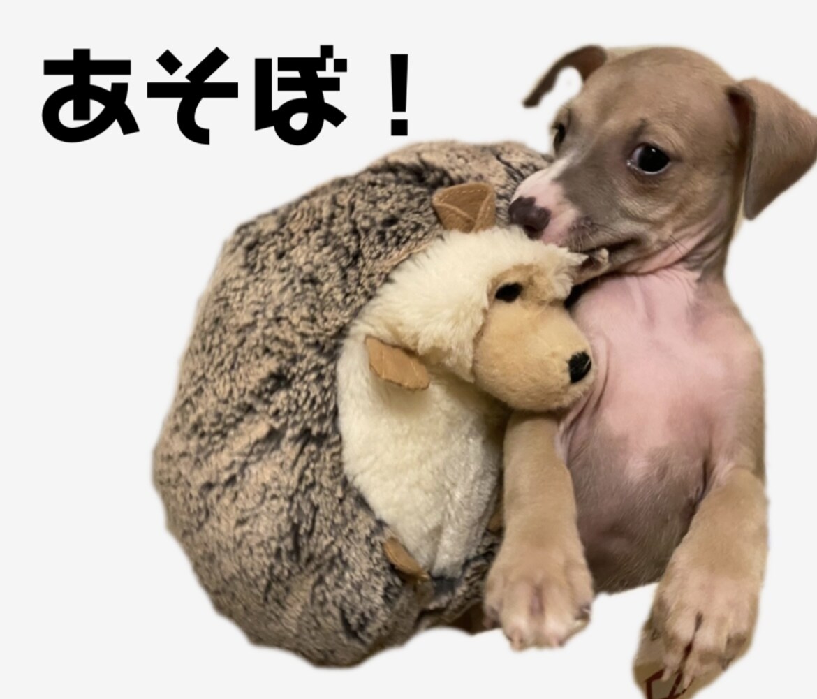 写真で愛犬、ペットのLINEスタンプを作成します ★40個まで値段統一★ 先着10名様までの特別価格！ イメージ4
