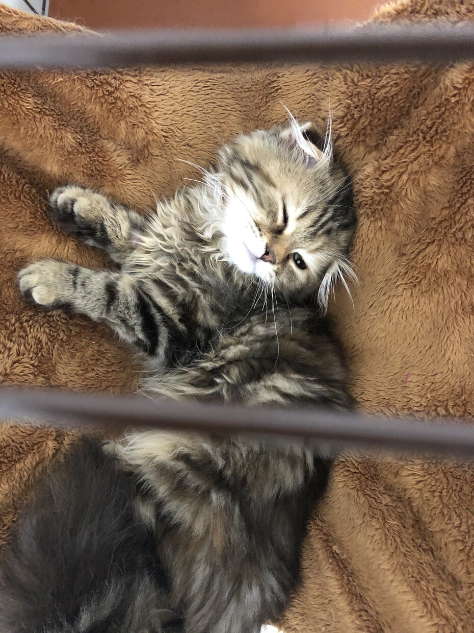 猫の相談受付ます 猫コロナFIPで愛猫が虹の橋を渡りました。 イメージ1