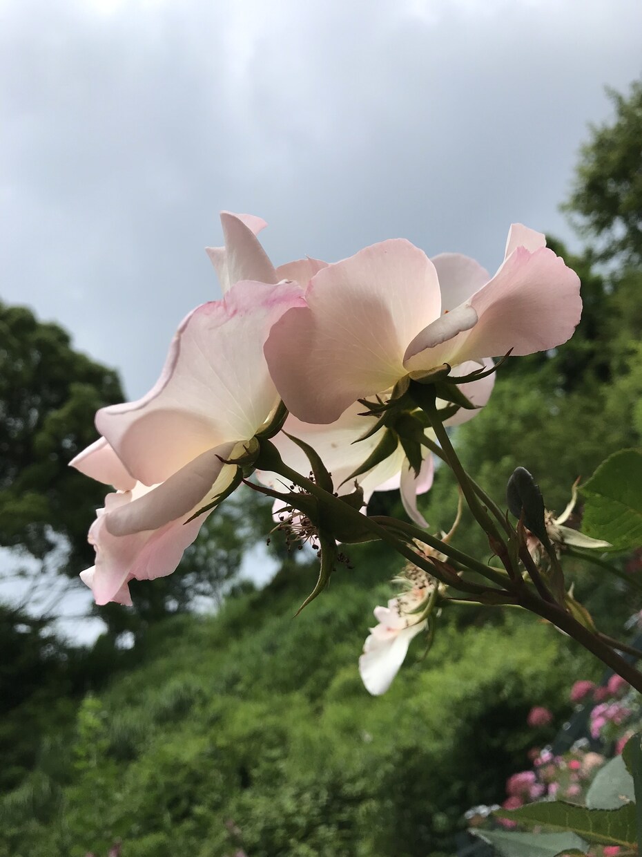 恋愛や結婚の悩み、私が聞きます 素人ですが恋愛経験豊富！結婚→出産→子連れ離婚→子連れ再婚 イメージ2