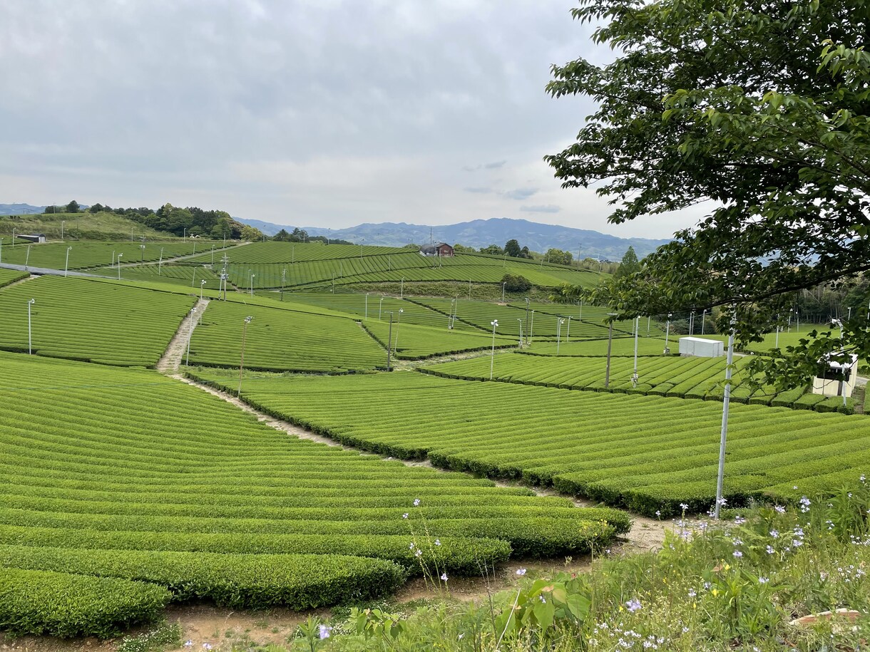 写真の代行をします なかなかうまく撮れない方や綺麗に撮って欲しい方にオススメ♪ イメージ4