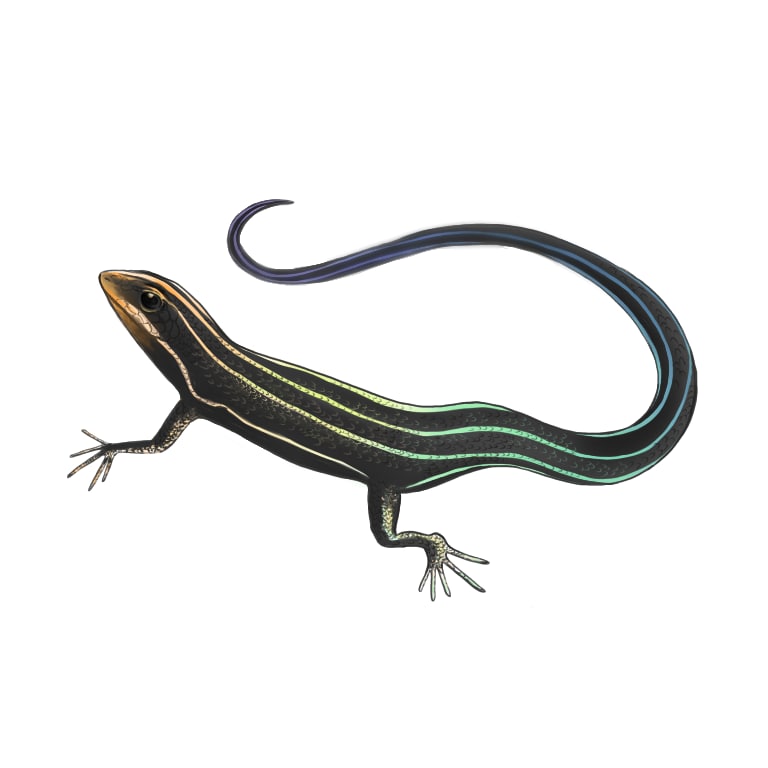 あなたの好きな生き物のイラストを描きます 虫、魚、動物、恐竜、画像や写真を元に描くリアルよりのイラスト イメージ4