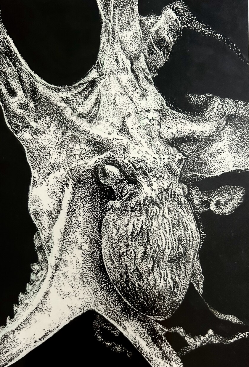 海の生き物を描きます 生きているかのようなイラストをお届けします! イメージ1