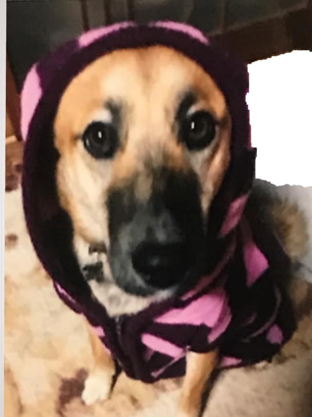 可愛い写真売ります 可愛い犬の写真 加工画像 癒されます イメージ1