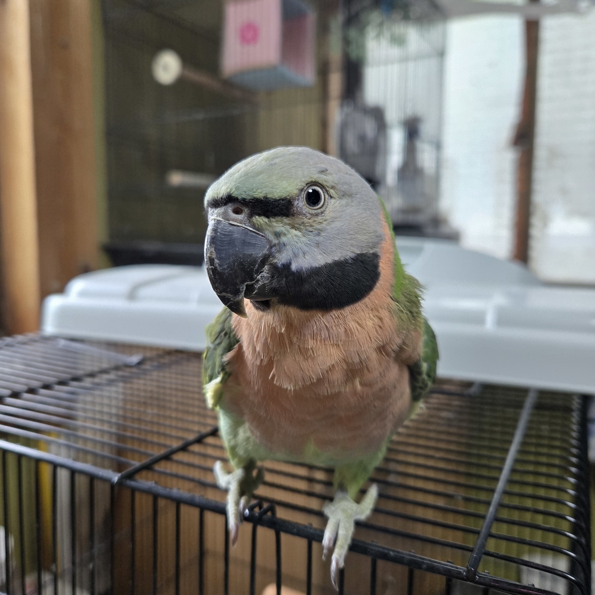 お試し!!ペットとお話します 亡くなった子もOK。質問3個まで。 イメージ2