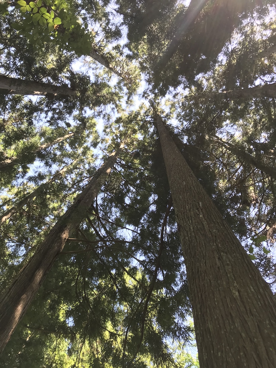 あなたの、ありのままで良いんだよ◎が見つけられます ビデオチャット対応◎ありのままの人生、子育て、人間関係。 イメージ1