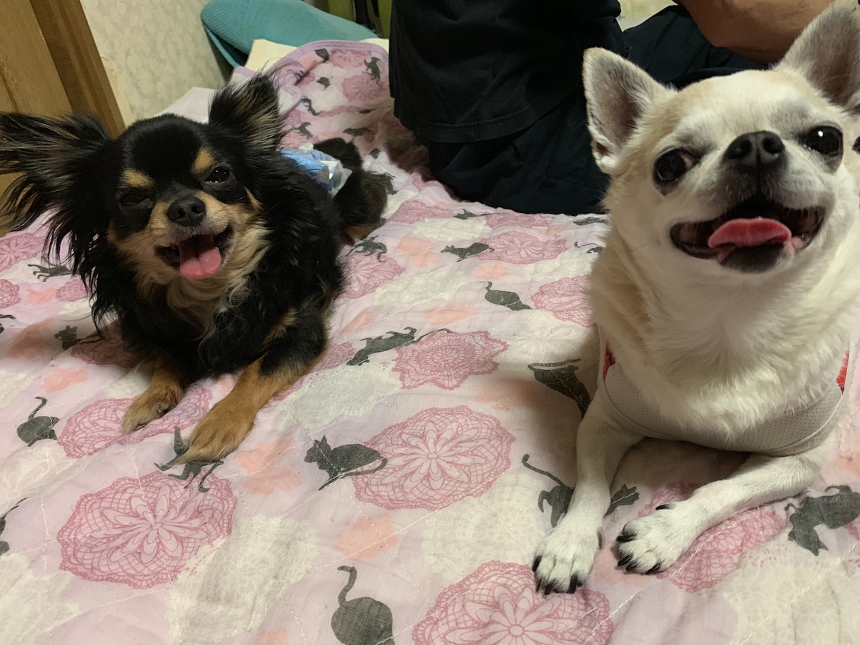 犬猫の相談何でも受けます 話す事でお互いもっと犬猫を好きになれれば良いなと思います！ イメージ2