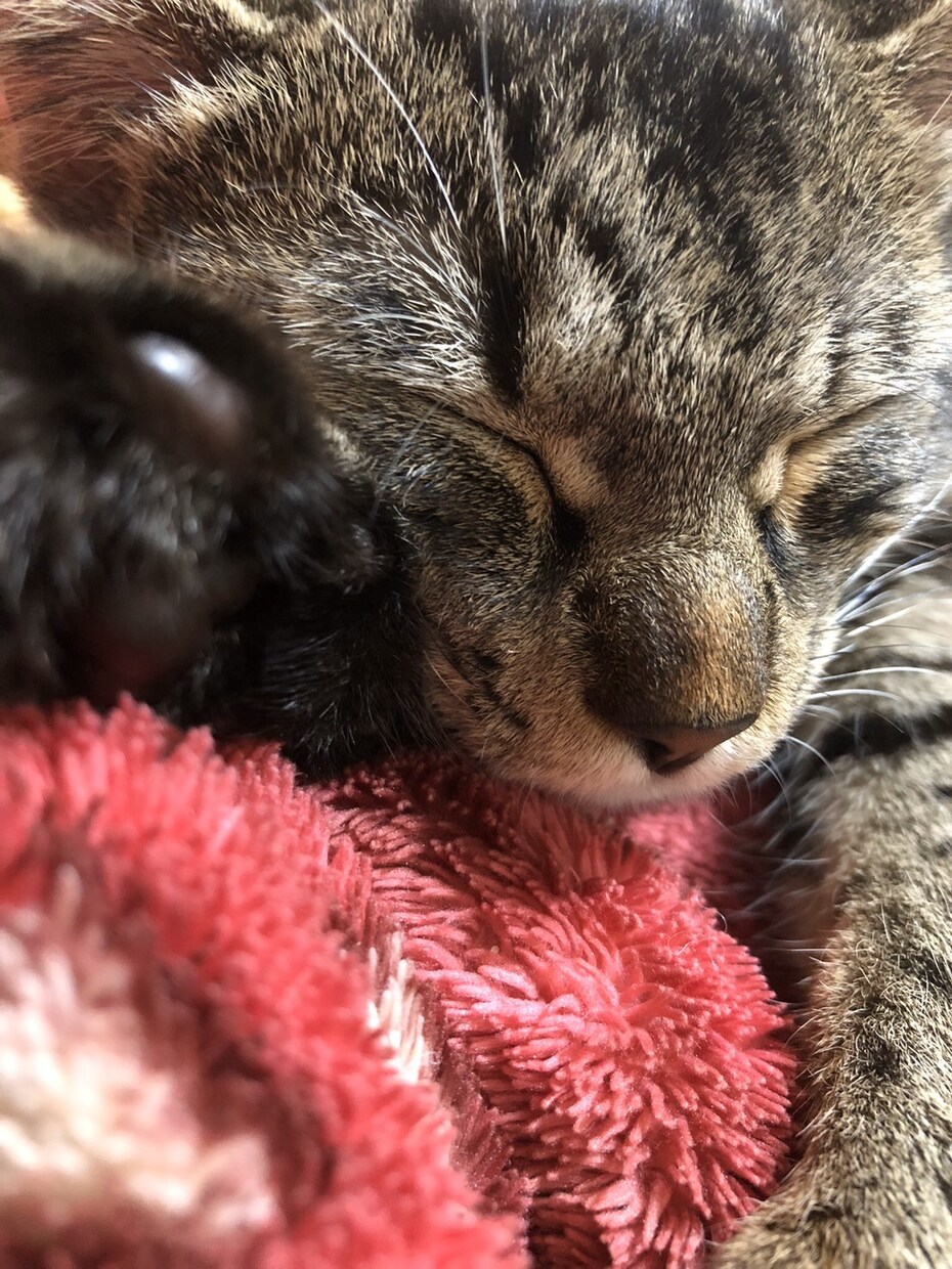 猫の飼い方教えます 産まれたときから猫と共に過ごした経験 イメージ1