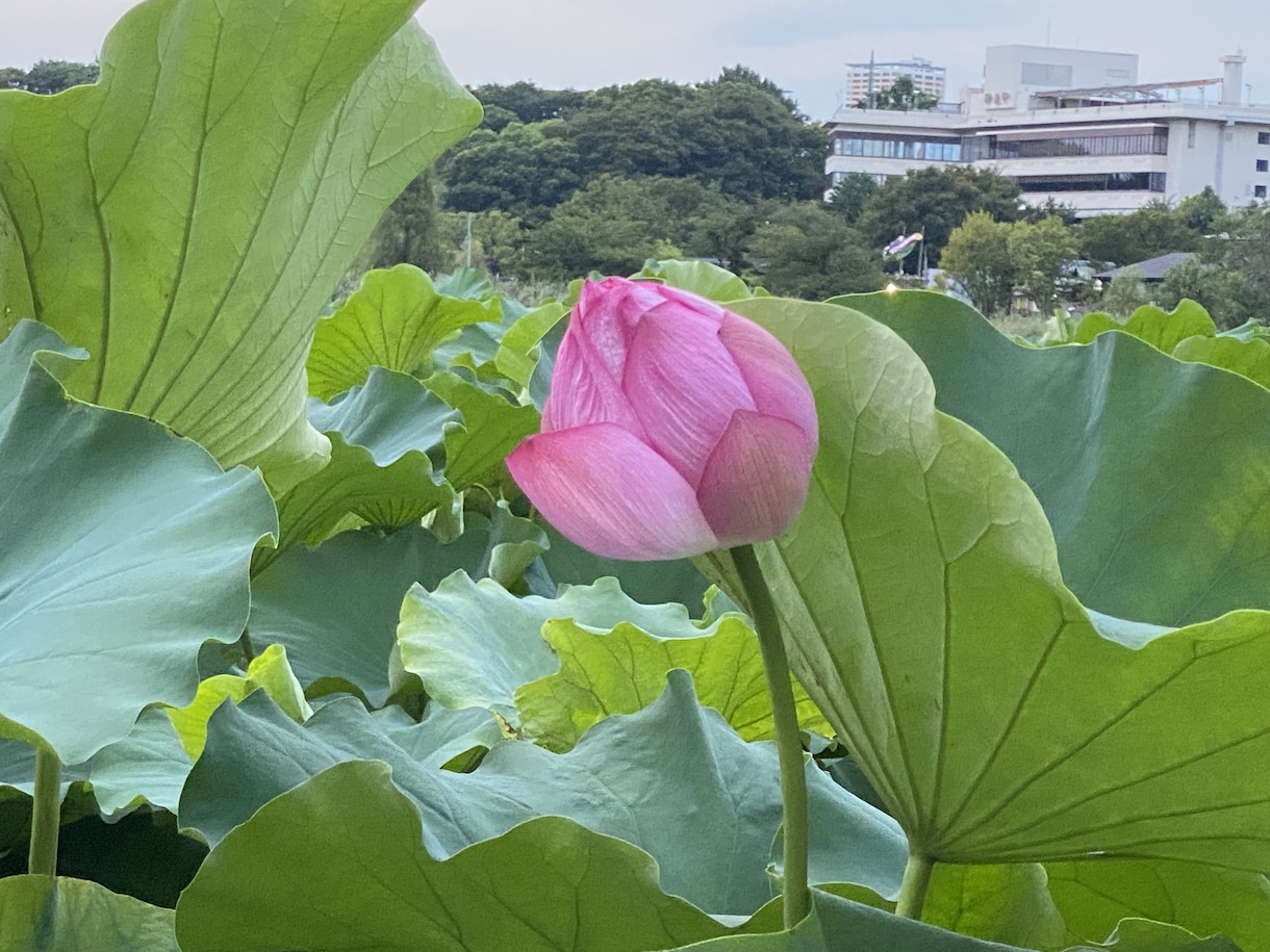 お話聞きます励ましますます ちょっと疲れちゃってる人寂しい人精一杯励まします イメージ1
