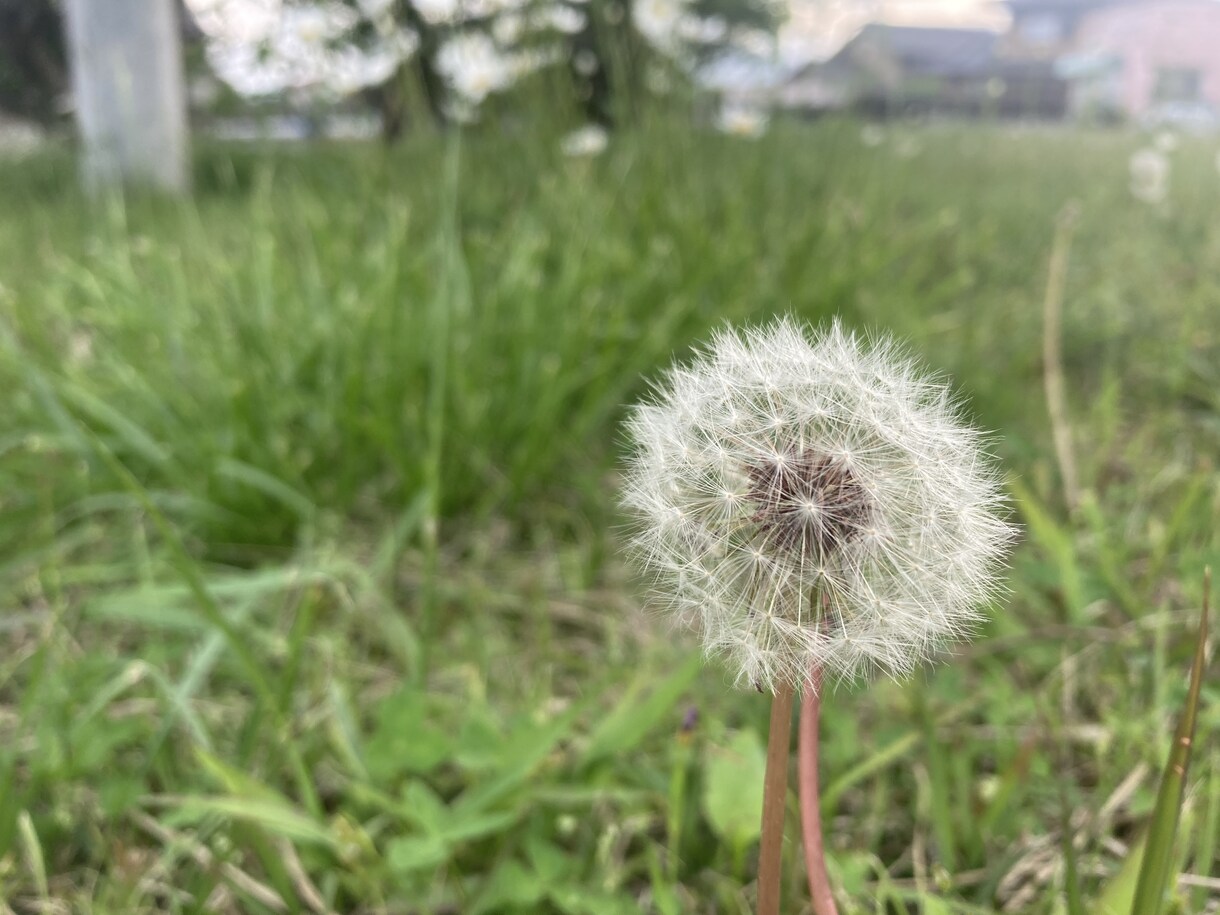 診断の有無は問いません 知的障害の相談に乗ります 不安/療育/子育て/学校/施設/きょうだい児/親亡きあと等 イメージ8